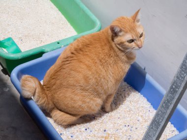 Kedi kaka zencefil / çöp işemek