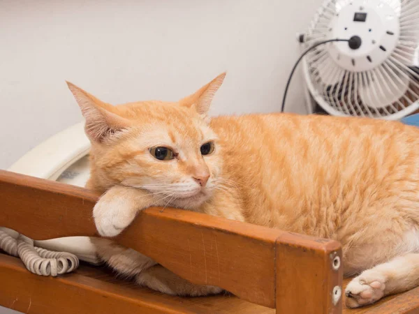 Τεμπέλης γάτα Τζίντζερ ανάπαυσης — Φωτογραφία Αρχείου