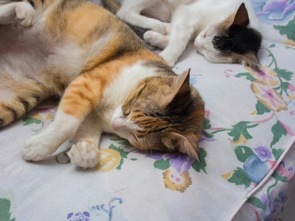 两只猫睡在一起 — 图库照片