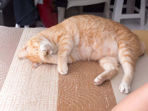 Ντροπαλή γάτα Τζίντζερ στο κρεβάτι — Φωτογραφία Αρχείου