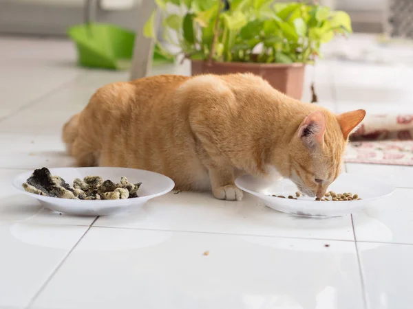 Рыжая кошка ест с тарелки — стоковое фото