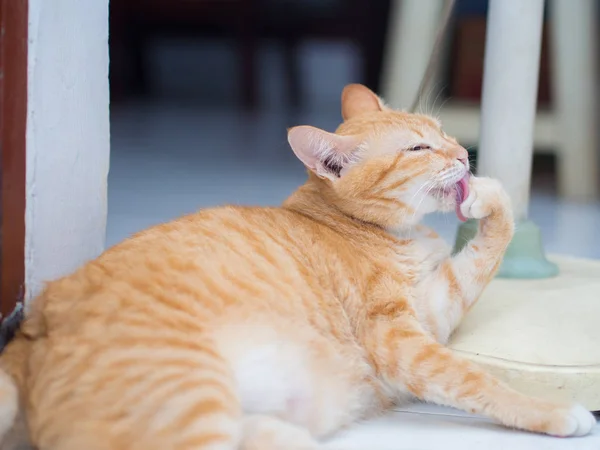 Ingwerkatze leckt ihre Hand — Stockfoto