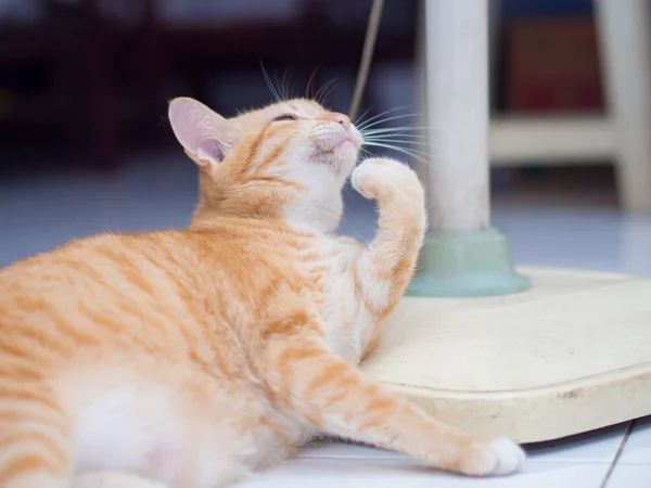 Jilat Kucing Jahe Tangan-nya — Stok Foto