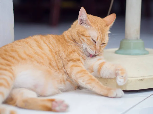 Ginger γάτα που γλείφει το χέρι — Φωτογραφία Αρχείου