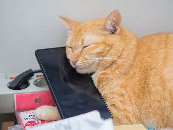 Λίπος πορτοκαλί γάτα Τζίντζερ ύπνο με το κινητό τηλέφωνο — Φωτογραφία Αρχείου