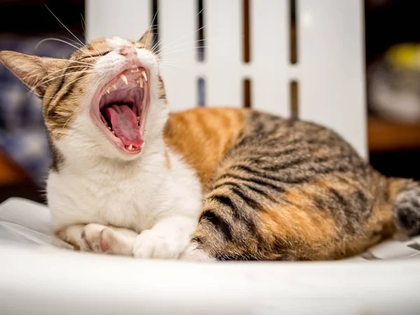 Gestreifte Katze ruht auf Stuhl — Stockfoto