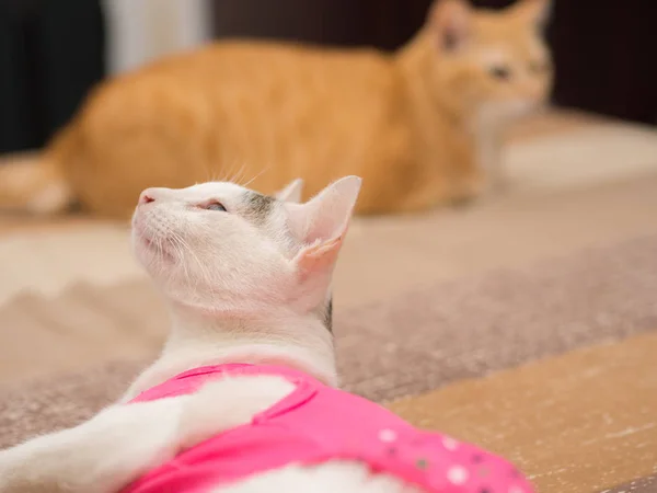 Περίεργη λευκή γάτα με ροζ πουκάμισο κοιτάζω προς τα πάνω — Φωτογραφία Αρχείου