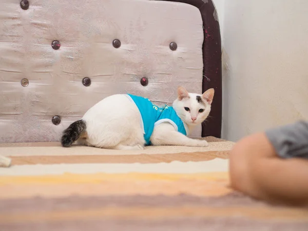 Πορτρέτο του Άσπρος Γάτος με μπλε πουκάμισο — Φωτογραφία Αρχείου