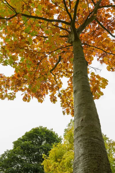 Bunter Baum im Herbst im Pachtpark in Newcastle, England — Stockfoto