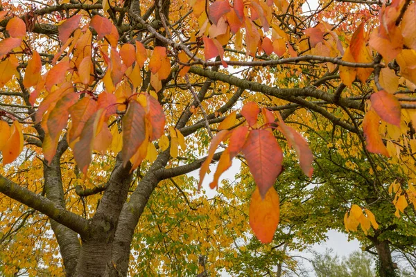Πολύχρωμο δέντρο φύλλα το φθινόπωρο στο πάρκο μισθώσεις, Newcastle, Englan — Φωτογραφία Αρχείου
