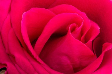 Bir parlak pembe gül yakın çekim