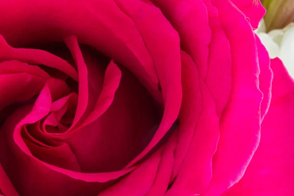 Jedna růžová růže nenápadné detail — Stock fotografie