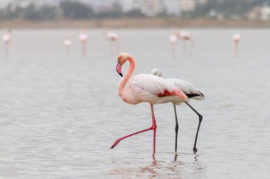 Flamingolar ve Hala Sultan Tekke, Larnaca Salt-lake, Cy yürüme