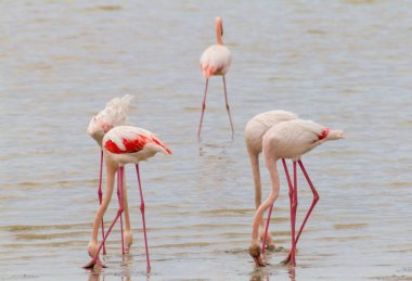 Flamingolar, Larnaca Salt-lake Kıbrıs otlatma