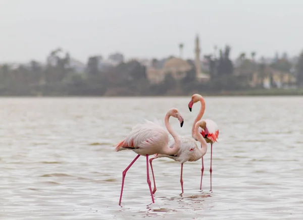 Фламинго и Хала Султан Текке в Ларнака Солт-Лейк-Сити на Кипре — стоковое фото