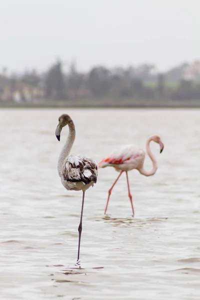 Flamingos escuros e rosa em Larnaca Salt-lake em Chipre — Fotografia de Stock