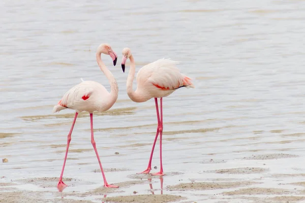 Два ухаживающих фламинго на берегу Соленого озера Ларнака на Кипре — стоковое фото