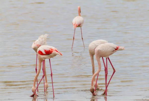 Фламинго пасутся в соленом озере Ларнака на Кипре — стоковое фото