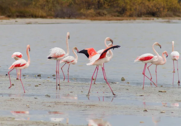 Фламинго пасутся на берегу Соленого озера Ларнака на Кипре — стоковое фото