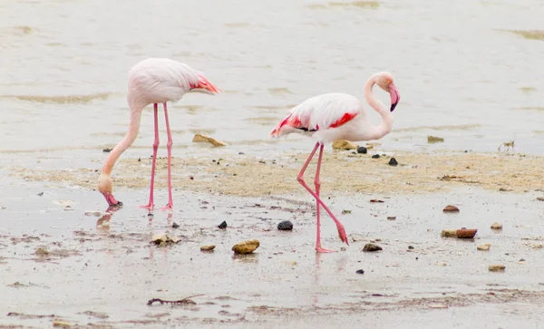 Два фламинго пасутся на берегу Соленого озера Ларнака на Кипре — стоковое фото