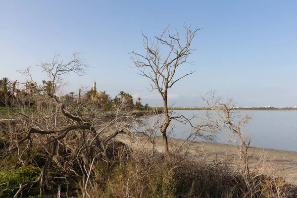 Hala Sultan Tekke i Larnaka słonego jeziora za gałęzie drzewa, Cy — Zdjęcie stockowe