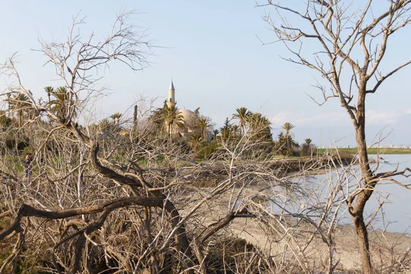 Hala Sultan Tekke behind tree branches, Larnaca salt-lake in Cyp — Stock Photo, Image