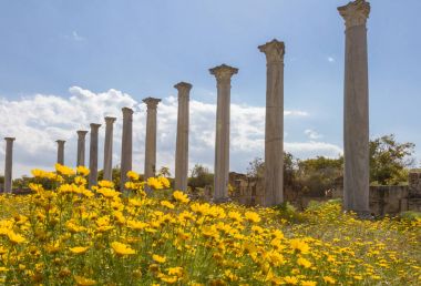 Salamis Antik Roma şehir foregroun papatya ile yıkıntıları