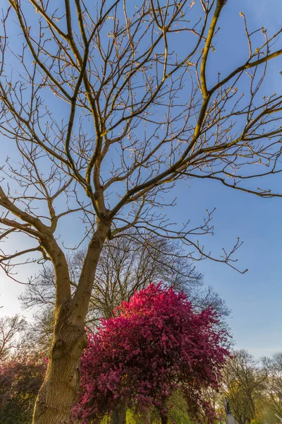 꽃 체리와 다른 나무, 위트, 맨체스터, 영국 — 스톡 사진