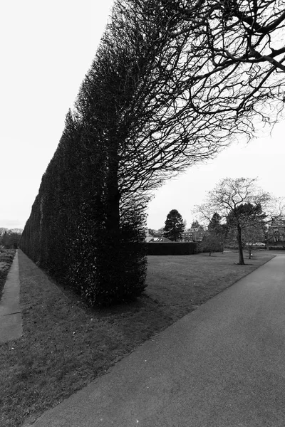 Árbol, Sendero, Cerca de arbustos, Jardín Botánico Real, Edimburgo, Sco — Foto de Stock