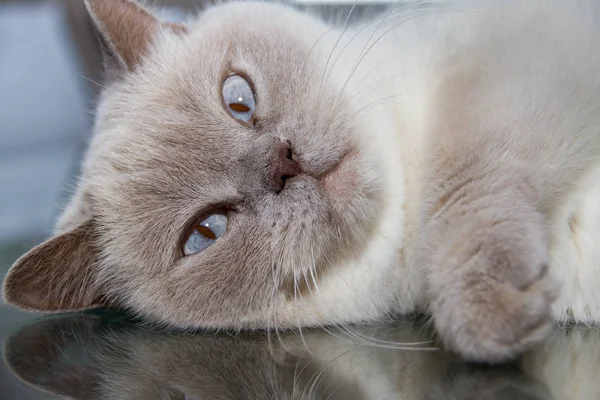 テーブル ガラス表面のホワイトのブリティッシュショートヘアの猫のクローズ アップ — ストック写真