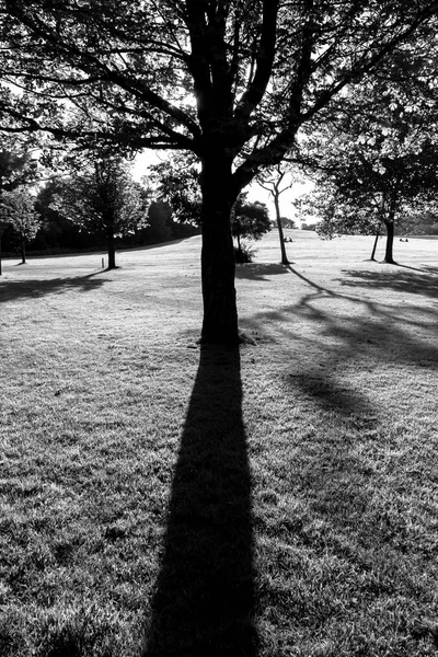 Σιλουέτα του δέντρου και σκιά σε μαύρο και άσπρο — Φωτογραφία Αρχείου