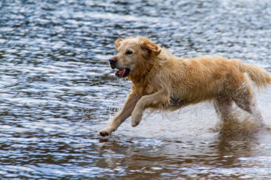 Dog running on shallow lakeshore in Derwent Water Lake, UK clipart
