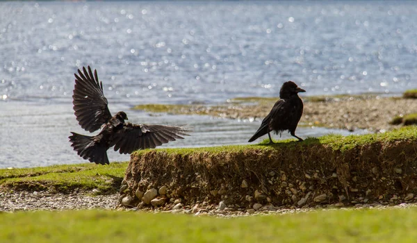 Dois pássaros corvos em Lake Derwent Water shore, Keswick, Reino Unido — Fotografia de Stock