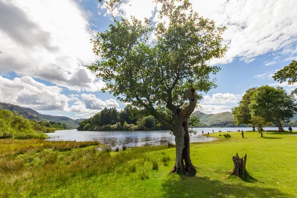 Tree, woman, dog- Lake Derwent Water shore, Cumbria, UK — Stock Photo, Image