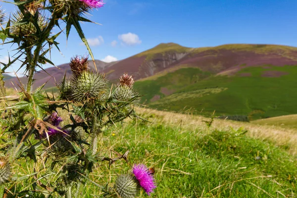 Espinheiro e abelha em Latrigg, Keswick, Cumbria, Reino Unido — Fotografia de Stock