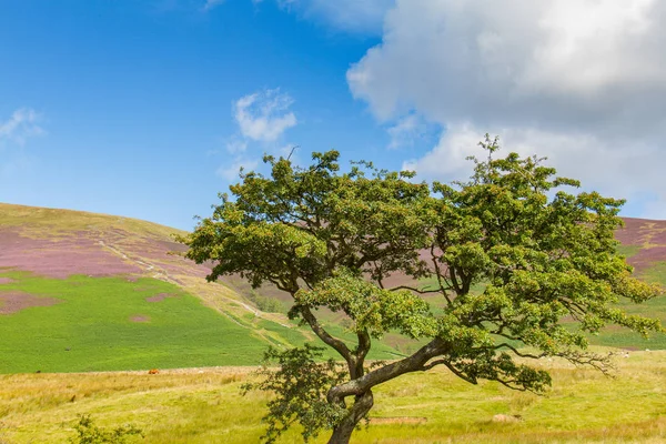 Boom in de Latrigg met uitzicht op de Keswick en Derwent Water, Cumbria, — Stockfoto