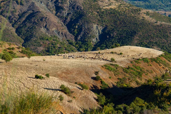 Bergers et pâturages moutons et chèvres sur le plateau montagneux de The — Photo