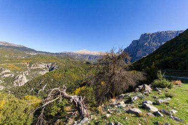 Çorak ağaçlar ve Vikos Gorge, Zagorochoria, Epirus, Yunanistan