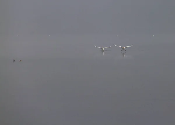 Geese taking off Lake Pamvotis on misty morning, Ioannina, Greec