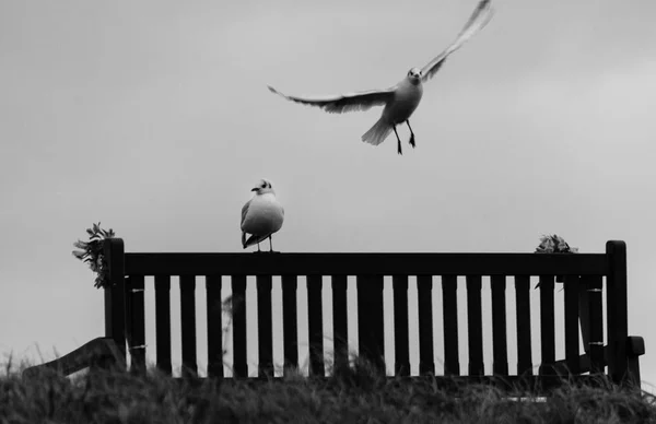 Seagulls su posti commemorativi a Tynemouth Haven, Regno Unito — Foto Stock