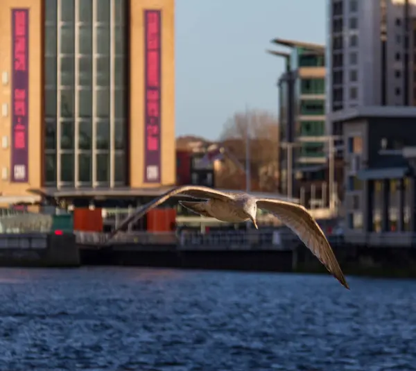 Seagull flying over river Tyne in Newcastle Quayside — Stock Photo, Image