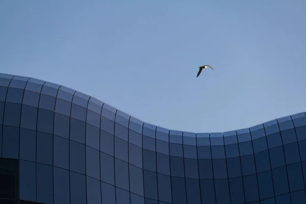 Γλάρος που πετάει πάνω από την αίθουσα συναυλιών Σέιτζ Γκέιτεντ — Φωτογραφία Αρχείου