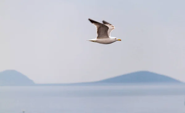 Gaivota do mar voando sobre o mar com colinas no fundo — Fotografia de Stock