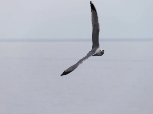 Sea gull vliegen over de zee — Stockfoto