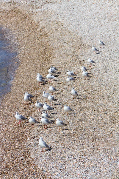 Seagulls standing in lines on a pebble beach in Athens — Stock Photo, Image