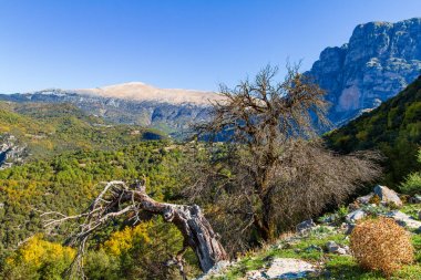 Çorak ağaçlar ve Vikos Gorge, Zagorochoria, Epirus, Yunanistan