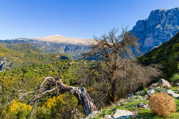 Arbres stériles et gorges de Vikos, Zagorochoria, Épire, Grèce — Photo