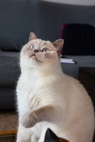 Blanco británico taquigrafía gato mirando hacia arriba con elevado frente pa —  Fotos de Stock