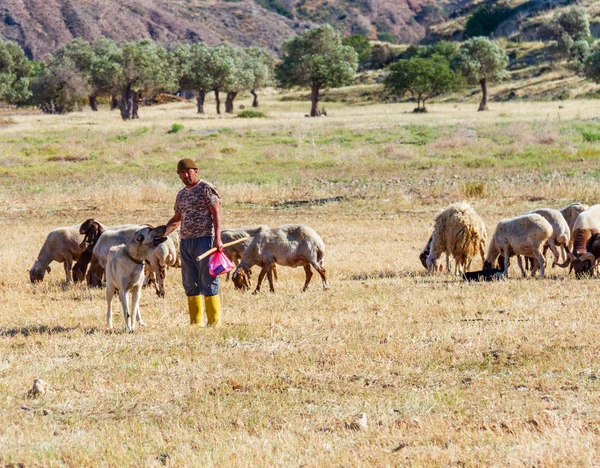 Fåraherde med hans betande får och getter i ett fält i Lefka vi — Stockfoto