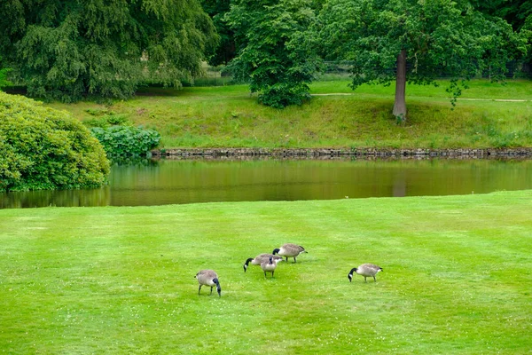 Les oies se nourrissent sur la pelouse des jardins de Lyme Hall historique anglais Stately Home et parc dans le Cheshire, Royaume-Uni — Photo